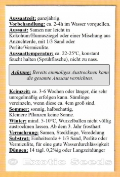 Preview: Callicarpa americana, 20 Samen